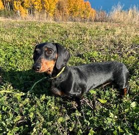 Bassotto femmina adulta