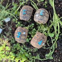Tartaruga di terra Testudo Graeca cites C