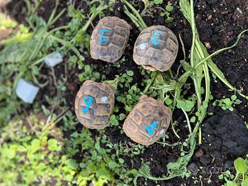 Tartaruga di terra Testudo Graeca cites C