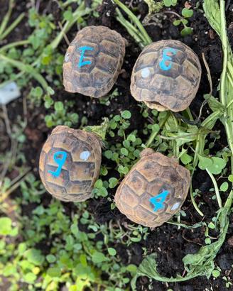 Tartaruga di terra Testudo Graeca cites C