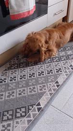 Cocker