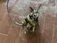 Immagine 4