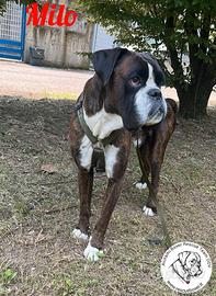 Boxer maschio - Milo