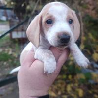 Bassotto tedesco bianco arancio