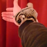 Petauro dello zucchero