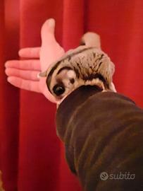 Petauro dello zucchero