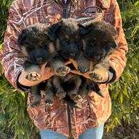 Cuccioli di Pastore Tedesco