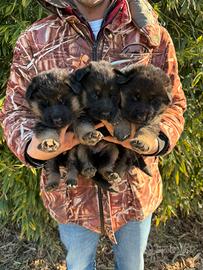 Cuccioli di Pastore Tedesco