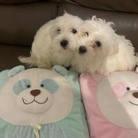 Cuccioli di Maltese