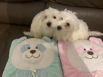 Cuccioli di Maltese