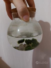 Marimo Cuccioli