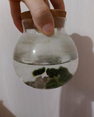 Marimo Cuccioli