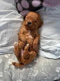 Cuccioli barboncino toy red