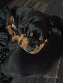 Dobermann