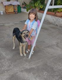 Splendido simil Pastore di 8 mesi (Catania)