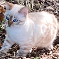 Gatti Bengala Disponibili