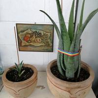 Set 2 piante: Aloe Vera  + Agave
