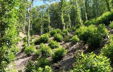 Bosco ceduo raggiungibile con strada asfaltata