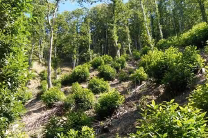 Bosco ceduo raggiungibile con strada asfaltata