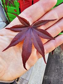 ACER PALMATUM BLOODGOOD (ANGUILLARA SABAZIA RM ) 