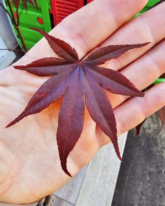 ACER PALMATUM BLOODGOOD (ANGUILLARA SABAZIA RM ) 