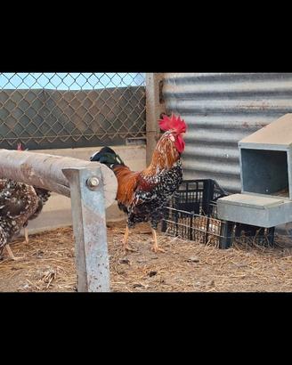 Galline e galli Millefiori di Lonigo