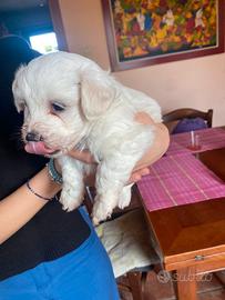 Cuccioli di maltese