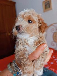 Maltipoo cucciola
