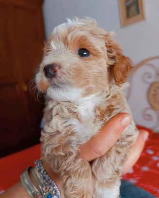 Maltipoo cucciola