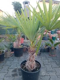 palme da giardino