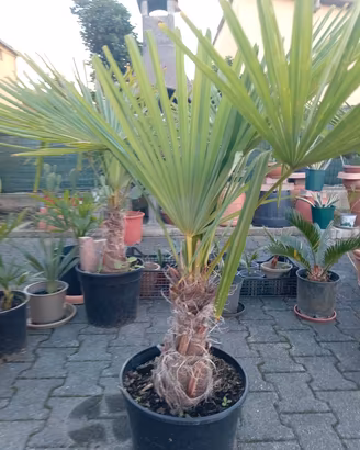 palme da giardino