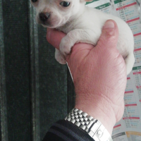 Chihuahua micro Toy femminuccie