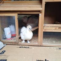 casetta per galline