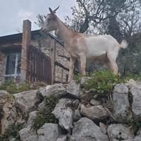 Capra femmina di 15 mesi