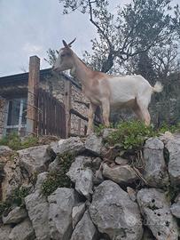 Capra femmina di 15 mesi