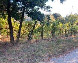 Terreno agricolo in Valdichio