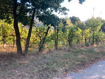 Terreno agricolo in Valdichio