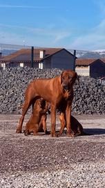 Cuccioli di razza Rhodesian Ridgeback