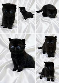 Exotic shorthair 