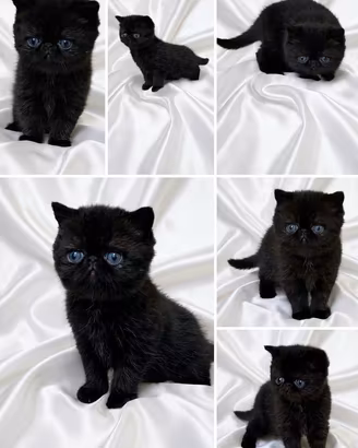 Exotic shorthair 