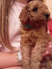 Cuccioli di barboncino