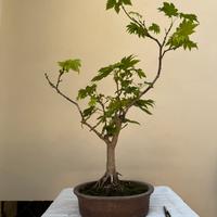 Bonsai acero