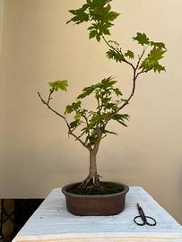 Bonsai acero