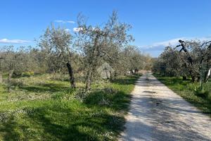 TER. AGRICOLO A AMELIA