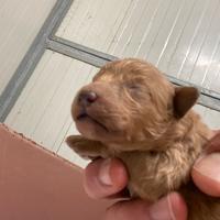 Cucciolo barboncini toy