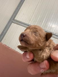 Cucciolo barboncini toy