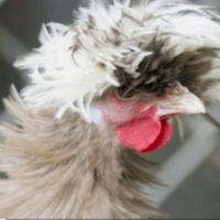 Galline ornamentali
