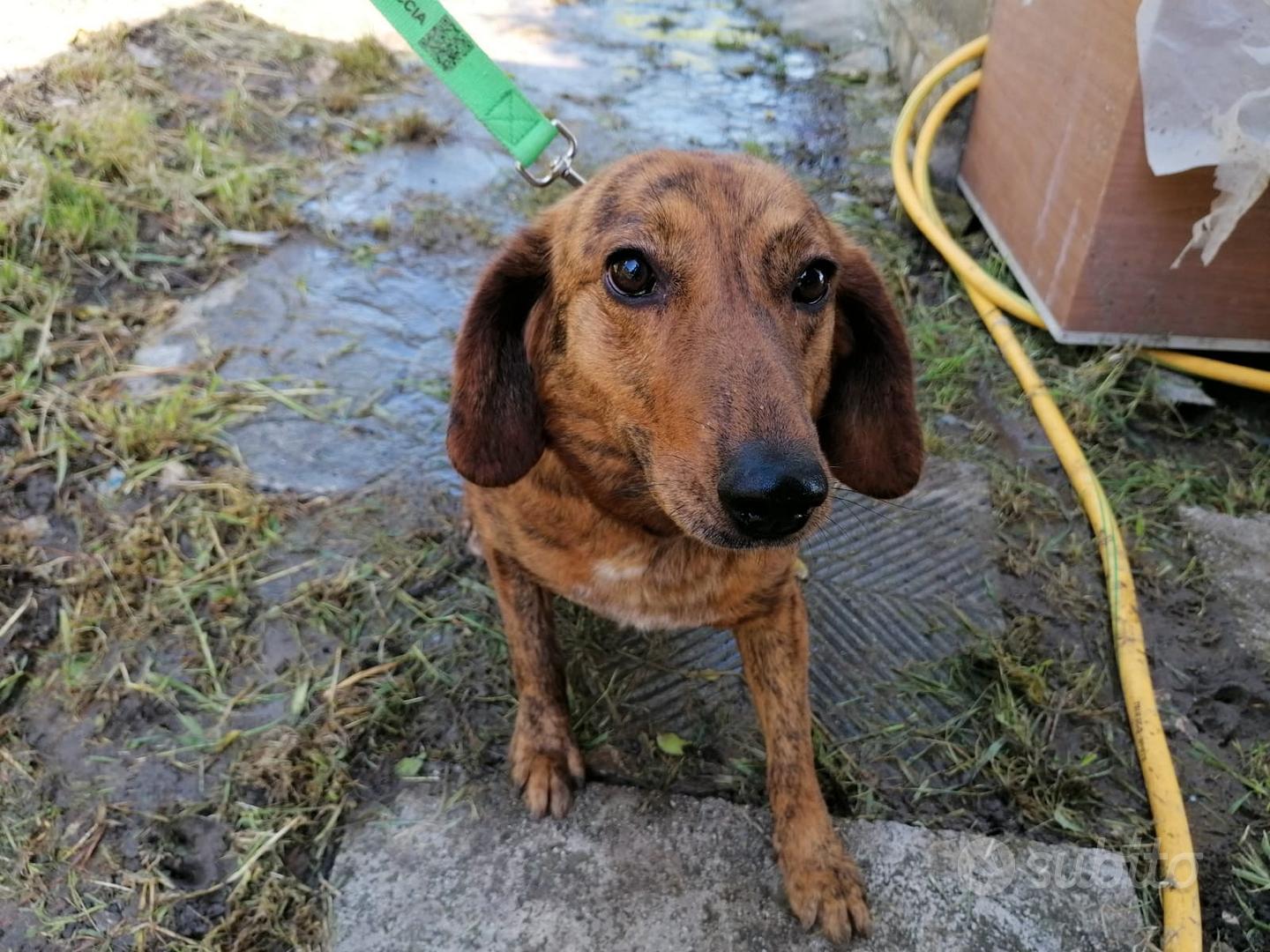 Cane per caccia al cinghiale Animali In vendita a Campobasso
