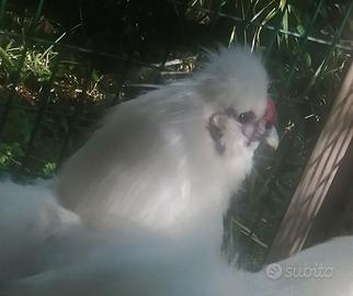Gallo moroseta bianco