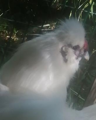 Gallo moroseta bianco